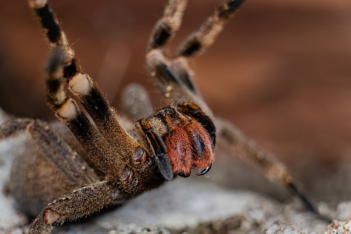 Doğal Viagra: Örümcek Isırığı